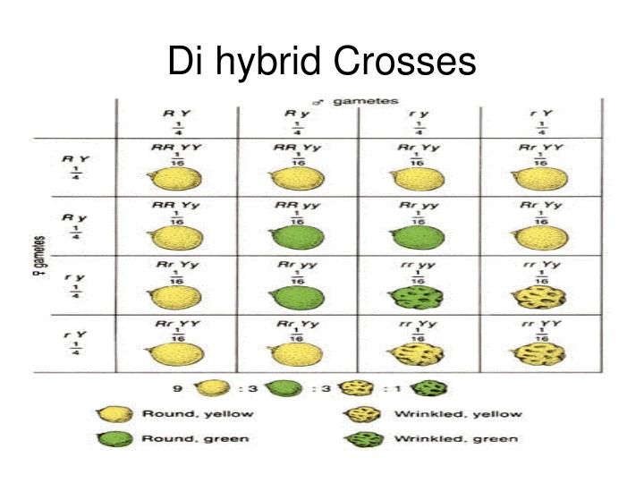 di hybrid crosses