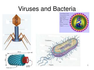 Viruses and Bacteria