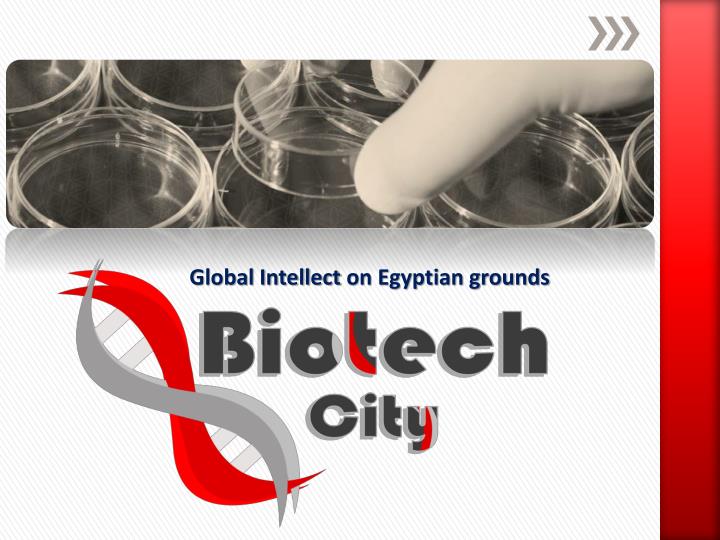 global intellect on egyptian grounds