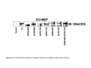 Fig. S3. IB of SSeCKS full-length (FL) or deletion mutants in KO-MEF, as described in Fig. 5D.