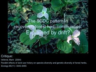 The SGDC pattern in recovering forest herb communities: Explained by drift?