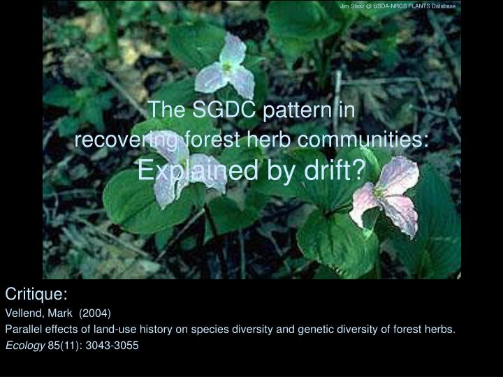 the sgdc pattern in recovering forest herb communities explained by drift