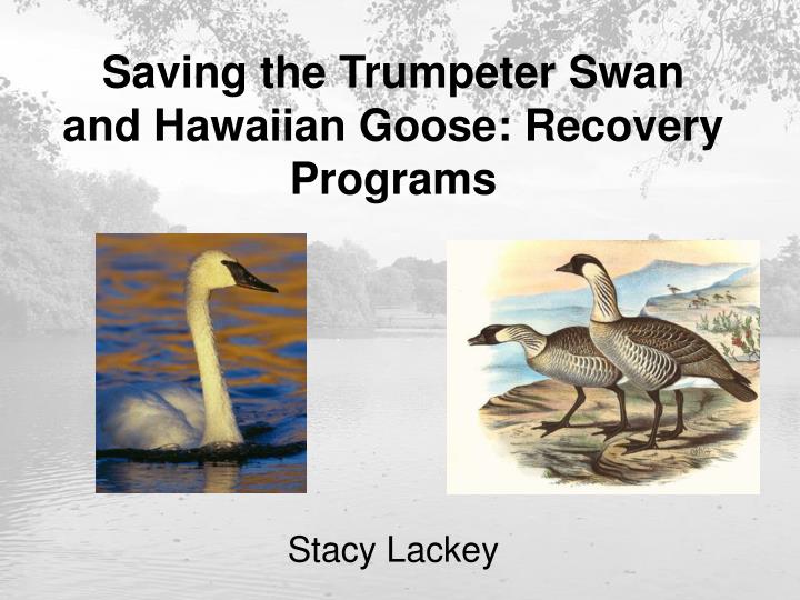 saving the trumpeter swan and hawaiian goose recovery programs