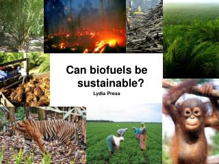 Can biofuels be sustainable? Lydia Press