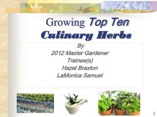 Growing Top Ten Culinary Herbs