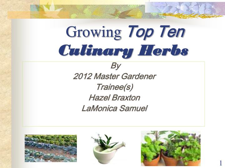 growing top ten culinary herbs