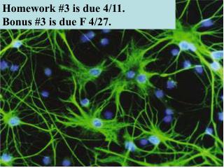 Homework #3 is due 4/11. Bonus #3 is due F 4/27.