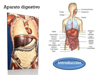 aparato digestivo