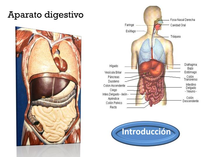 aparato digestivo