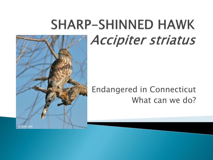 sharp shinned hawk accipiter striatus