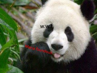 w w f