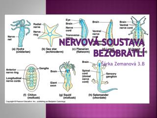 nervov soustava bezobratl