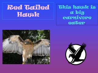 Red Tailed Hawk