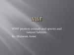 WWF