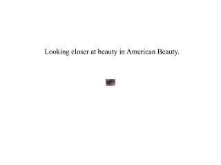 Looking closer at beauty in American Beauty.