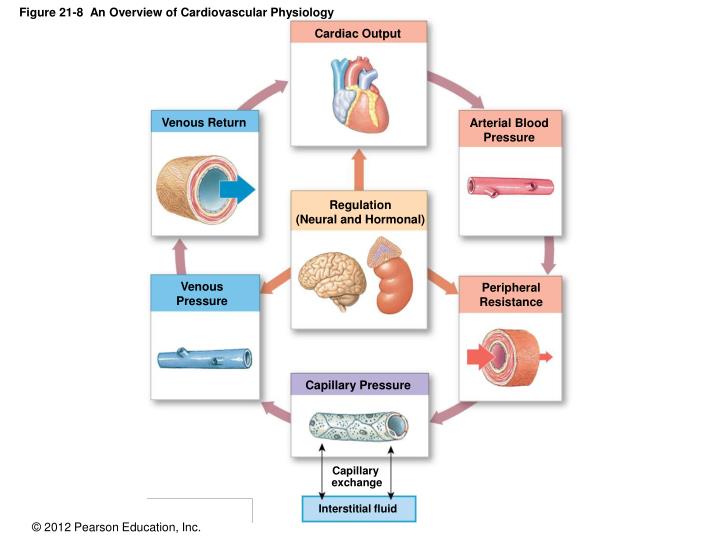 figure 21 8 an overview of cardiovascular physiology