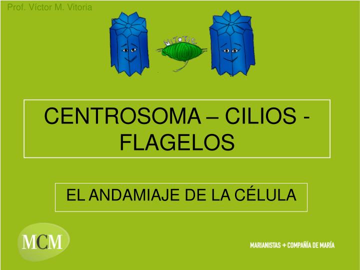 centrosoma cilios flagelos
