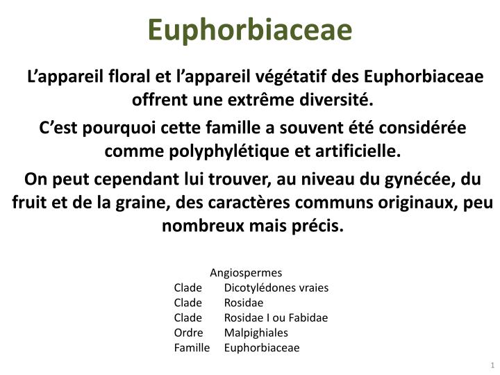 euphorbiaceae