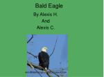 Bald Eagle - slide 1