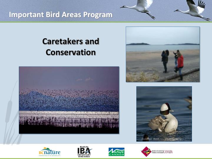 important bird areas program
