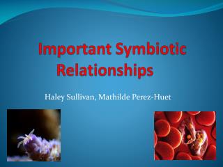 Important Symbiotic Relationships