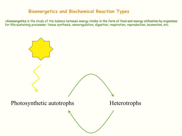 bioenergetics and biochemical reaction types