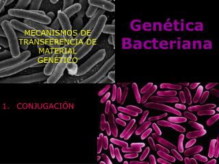 gen tica bacteriana
