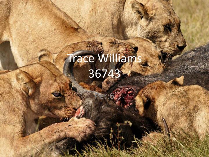 trace williams 36743