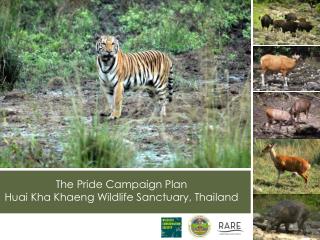The Pride Campaign Plan Huai Kha Khaeng Wildlife Sanctuary, Thailand