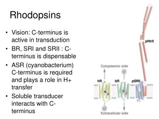 Rhodopsins