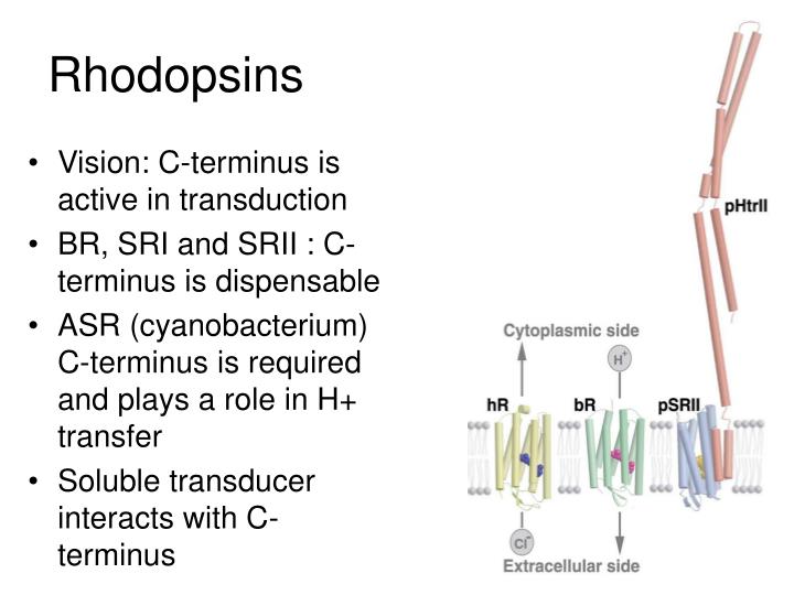 rhodopsins