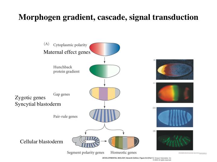 morphogen gradient cascade signal transduction