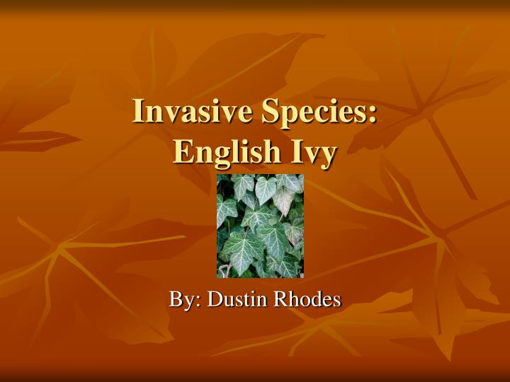 invasive species english ivy