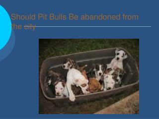 Should Pit Bulls Be abandoned from the city