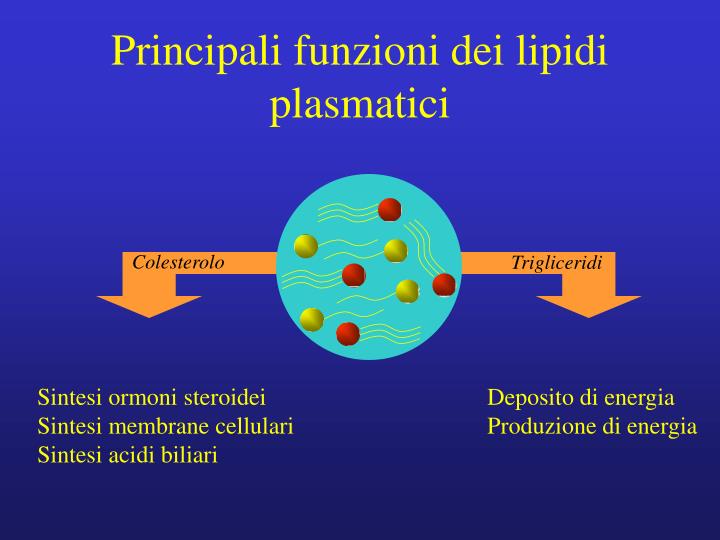 principali funzioni dei lipidi plasmatici
