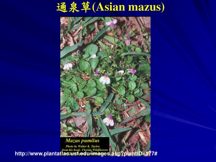 asian mazus