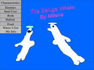 The Beluga Whale By Milena