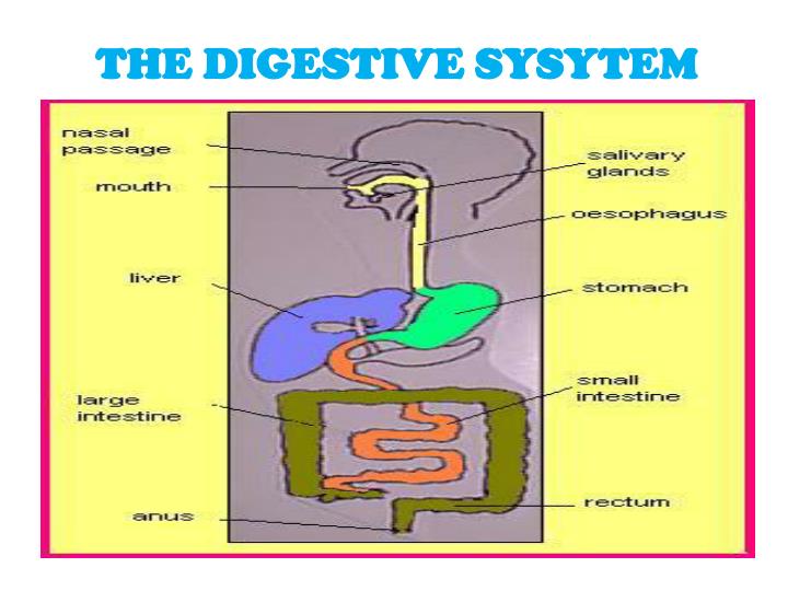 the digestive sysytem