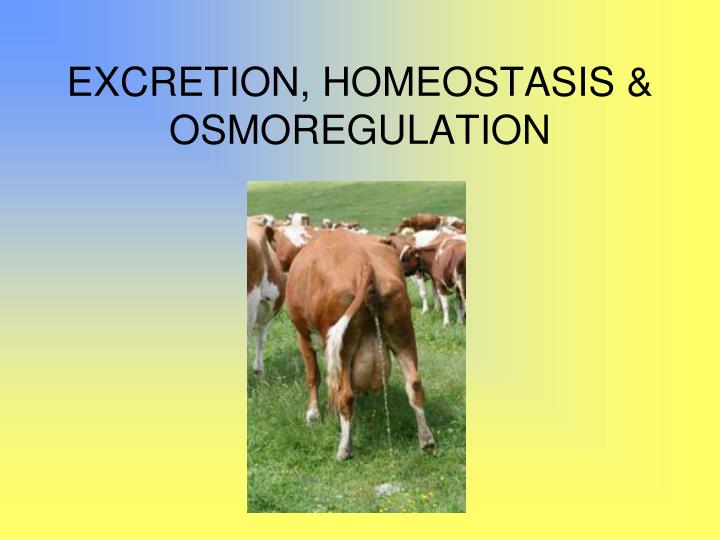 excretion homeostasis osmoregulation