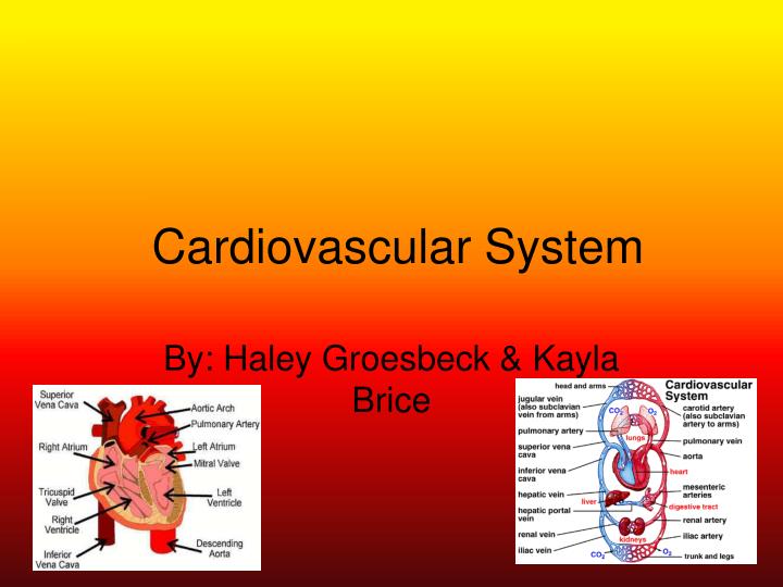 cardiovascular system