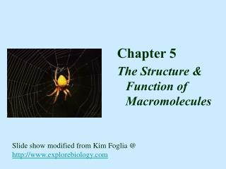 Chapter 5 The Structure &amp; Function of Macromolecules