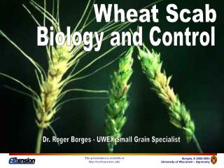 Wheat Scab