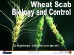 Wheat Scab - slide 1