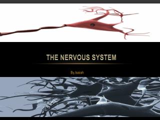 The nervous system