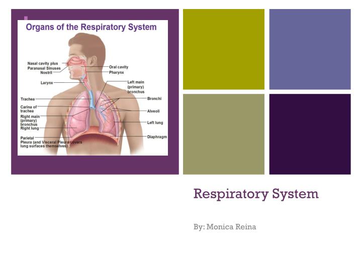 respiratory system