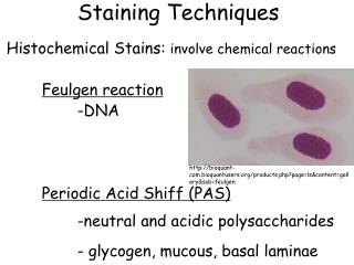 Staining Techniques Histochemical Stains: involve chemical reactions Feulgen reaction 		-DNA