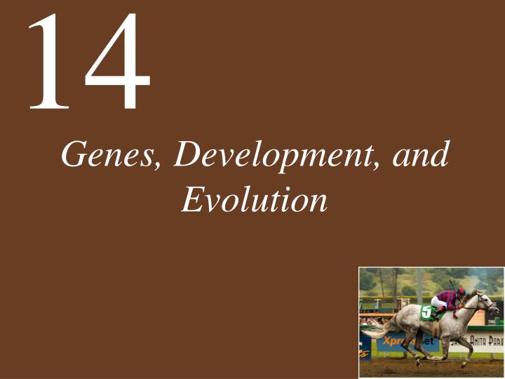 genes development and evolution