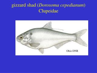 gizzard shad ( Dorosoma cepedianum ) Clupeidae