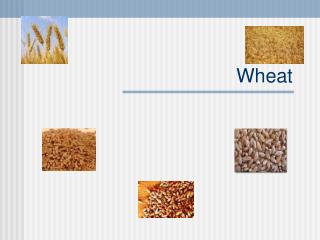 Wheat