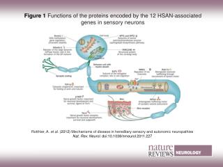 Figure 1 Functions of the proteins encoded by the 12 HSAN-associated genes in sensory neurons